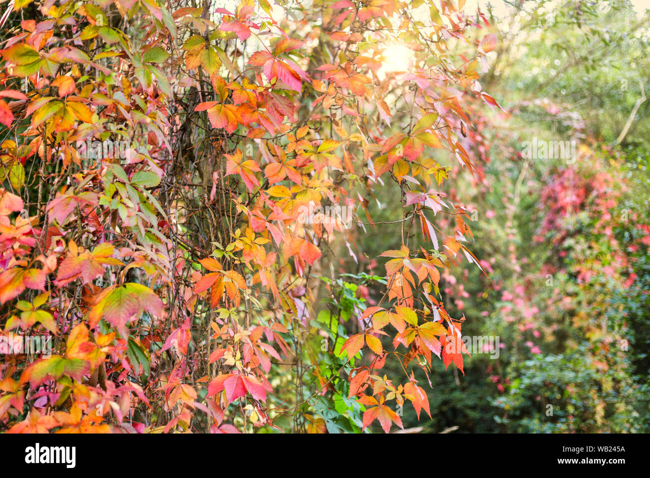 Fondo con coloridas hojas de otoño y rayos de sol. Foto de stock