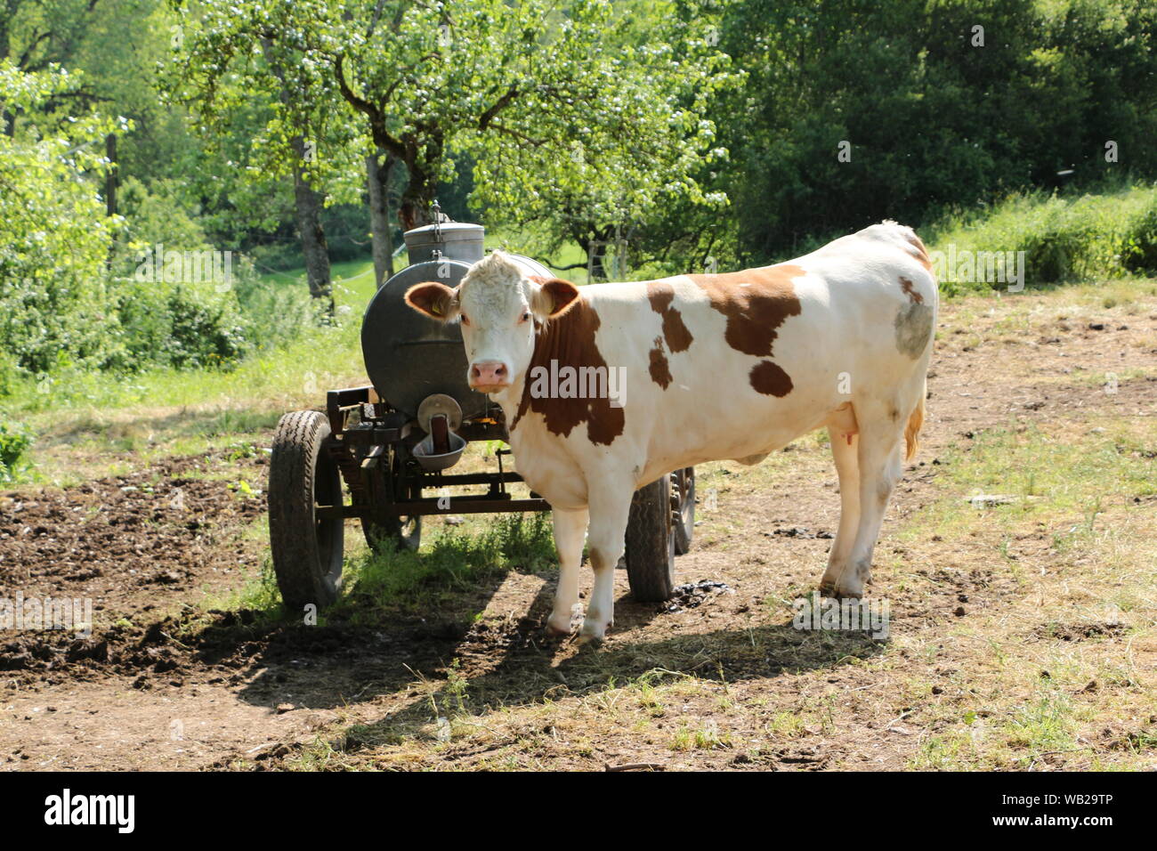 Kuh auf einer Weide im Schwarzwald Foto de stock