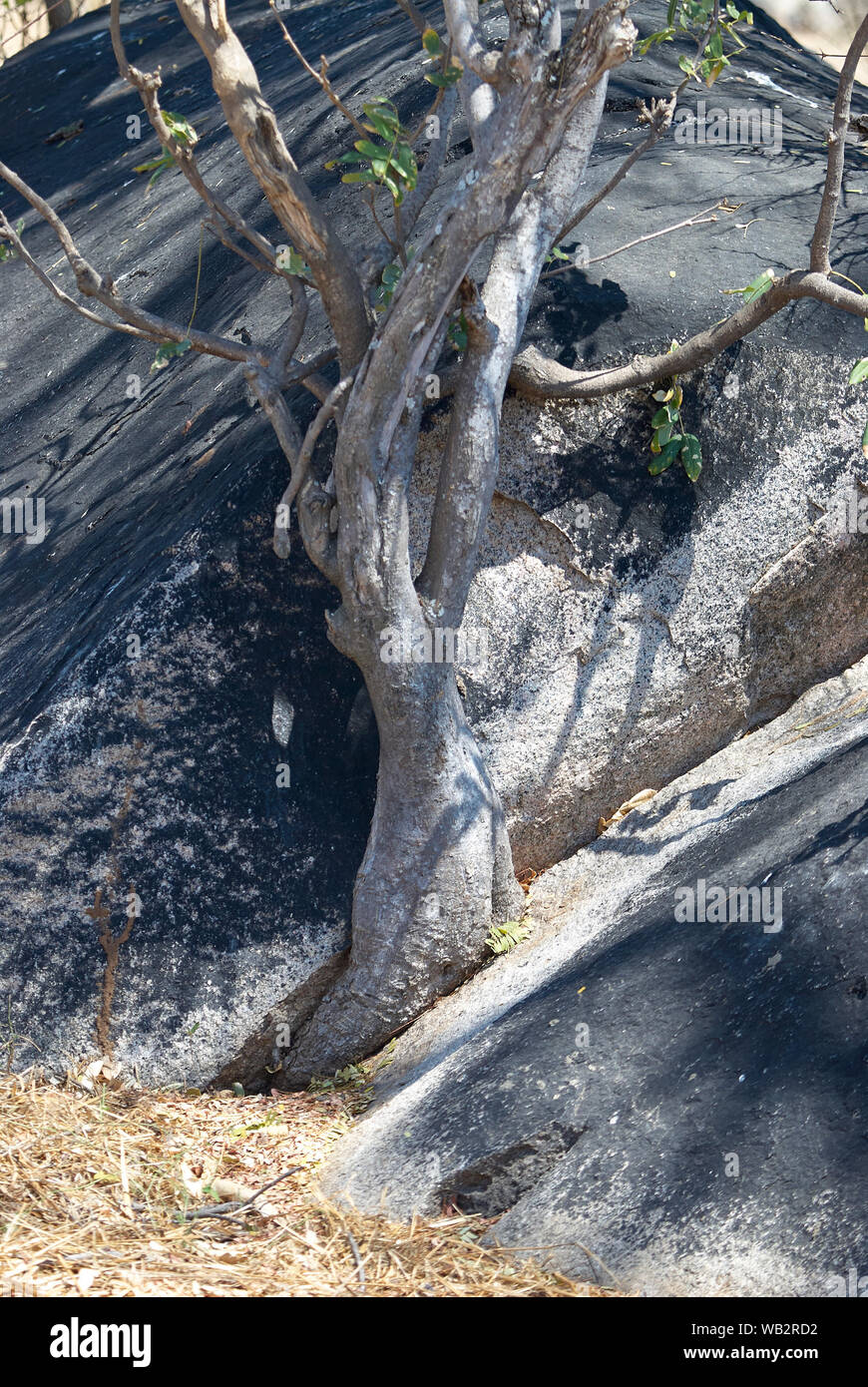 Duras condiciones de un árbol que crece en una grieta de una roca Foto de stock