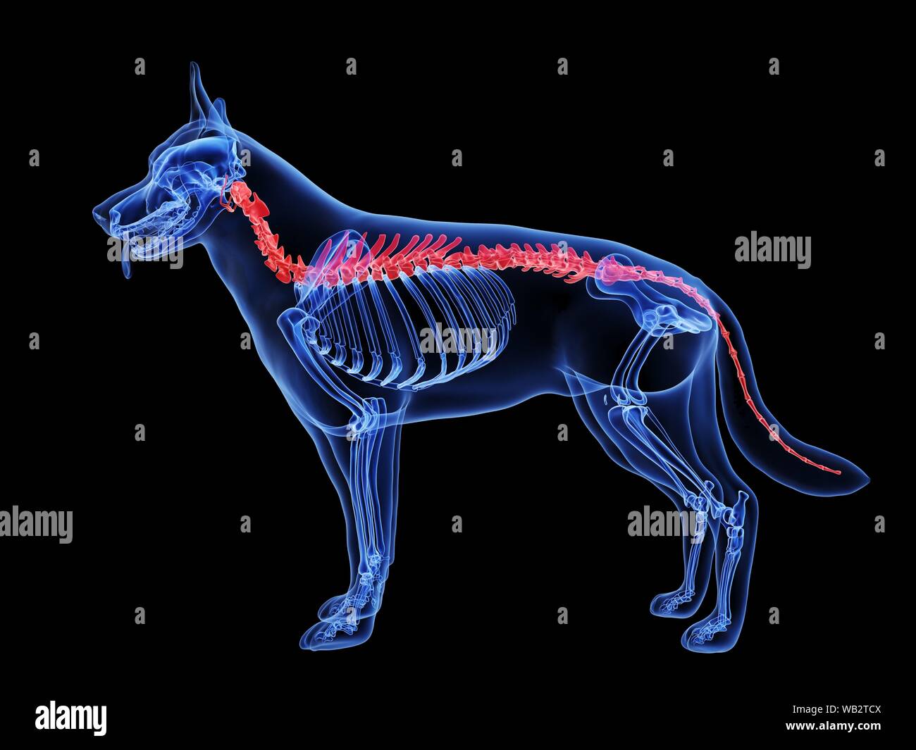 Lomo de perro, equipo de ilustración Fotografía de stock - Alamy