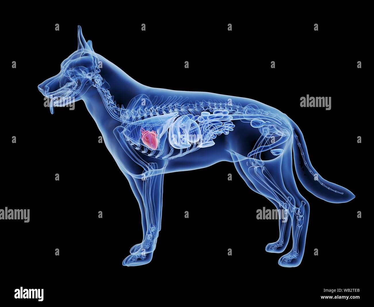 Corazón de Perro, equipo de ilustración Fotografía de stock - Alamy