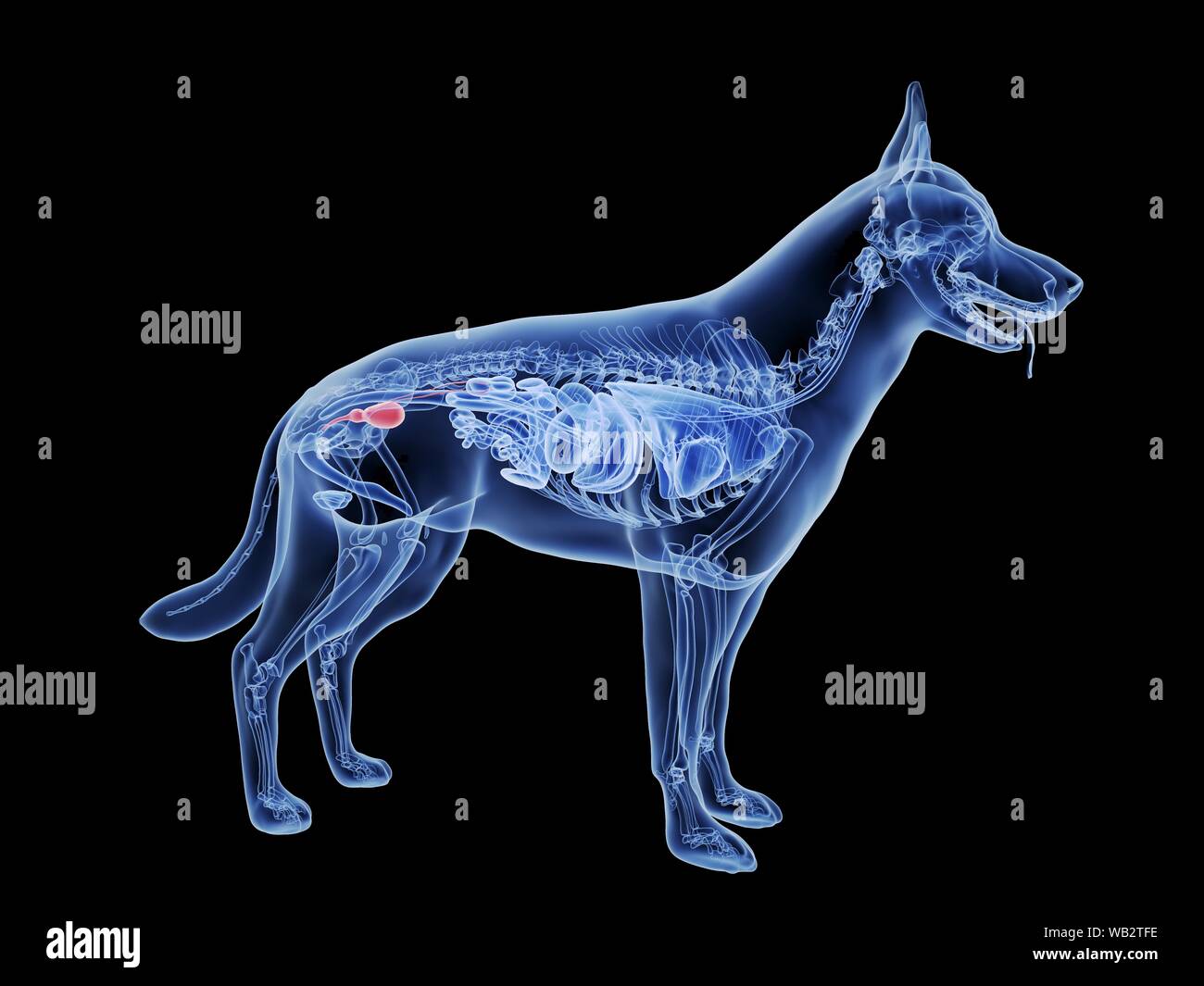 La vejiga de perro, equipo de ilustración Fotografía de stock - Alamy