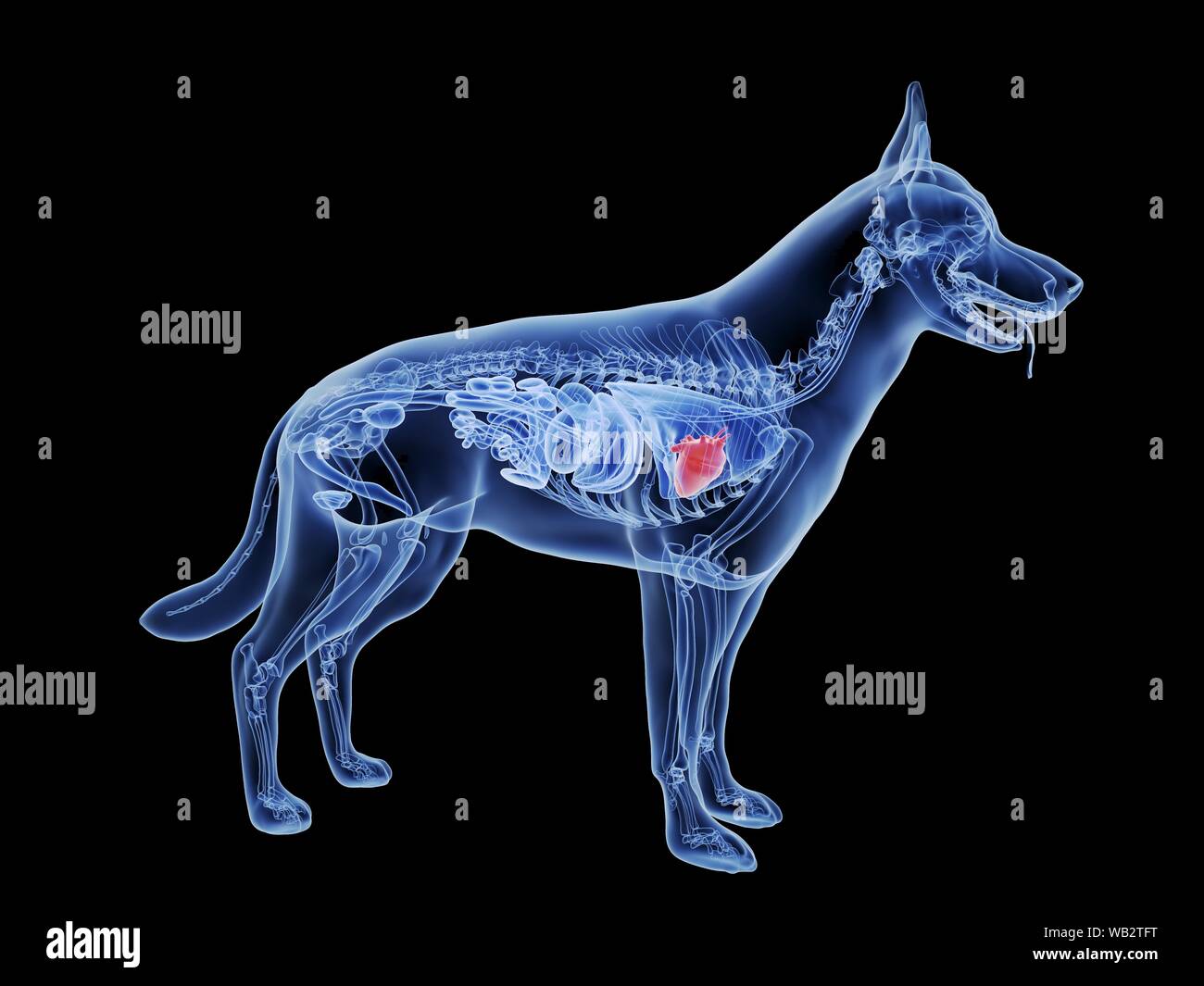 Anatomia Corazon Perro Fotos e Imágenes de stock Alamy
