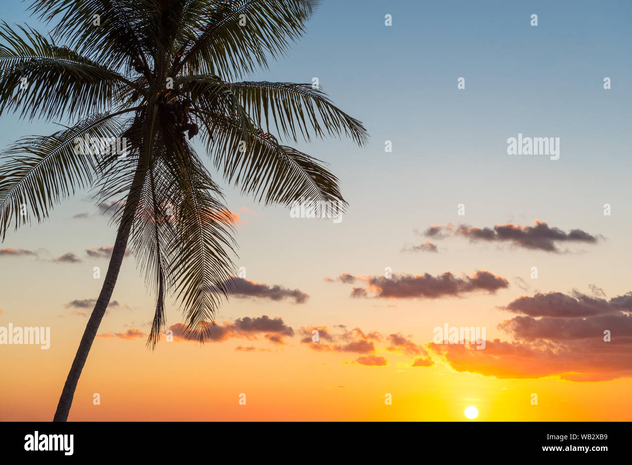 Silueta de una palmera junto al Océano Pacífico, en Costa Rica, Centroamérica. Foto de stock
