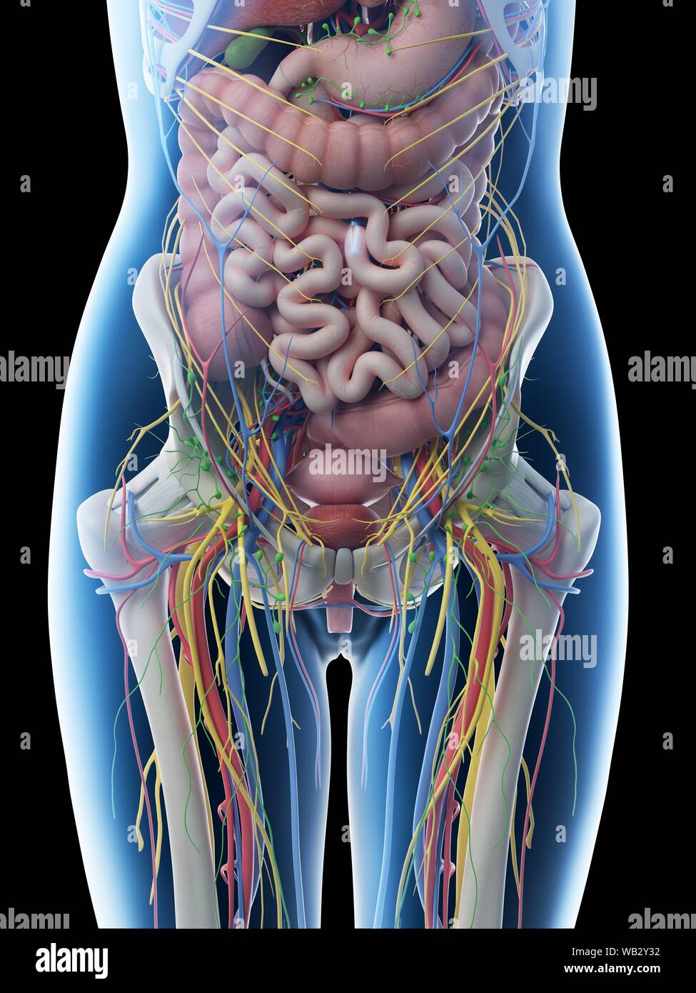 Anatomía Abdominal Femenino Equipo De Ilustración Fotografía De Stock
