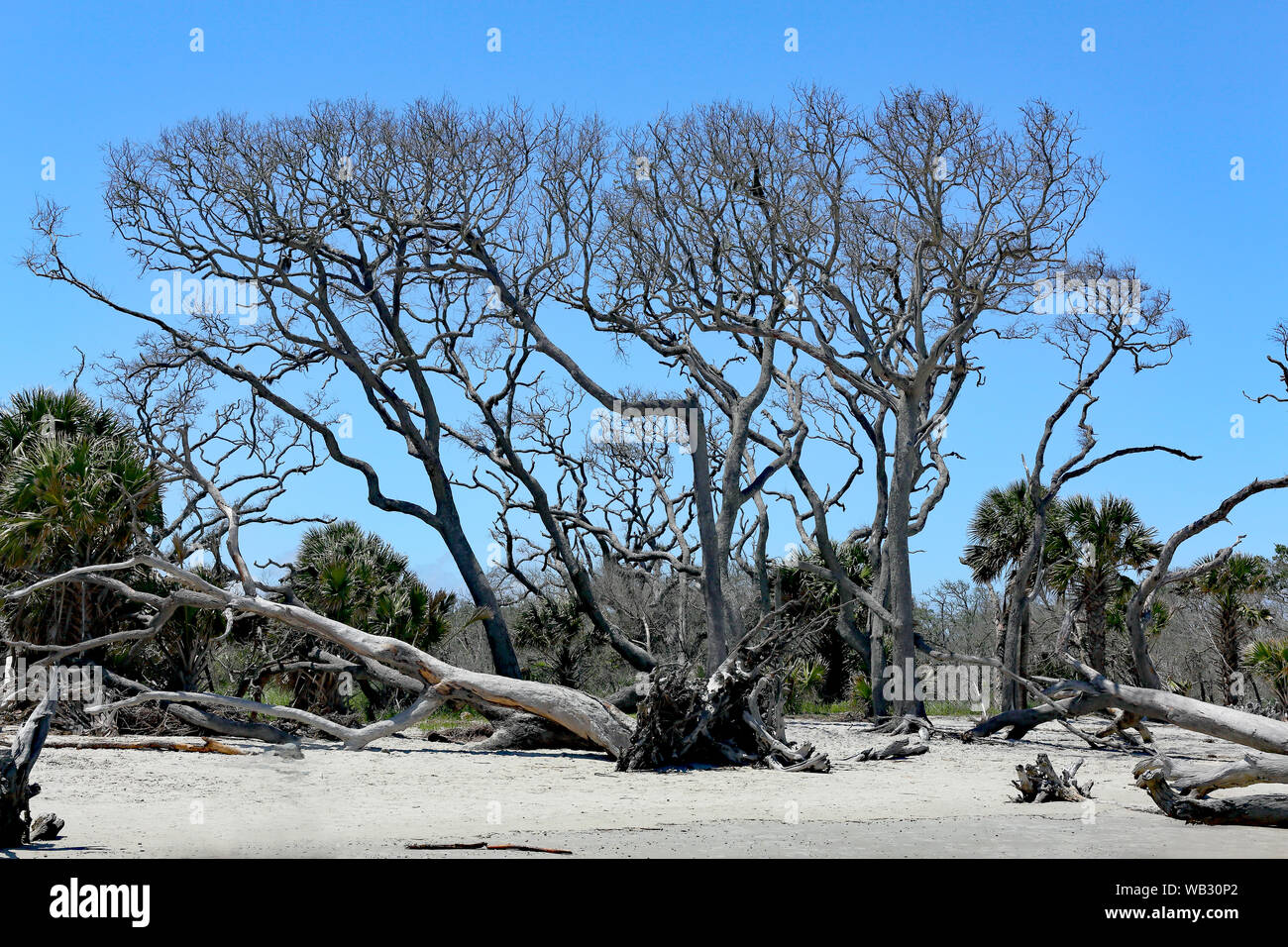 Un stand de árboles muertos en Driftwood Beach en las costas de Georgia Foto de stock