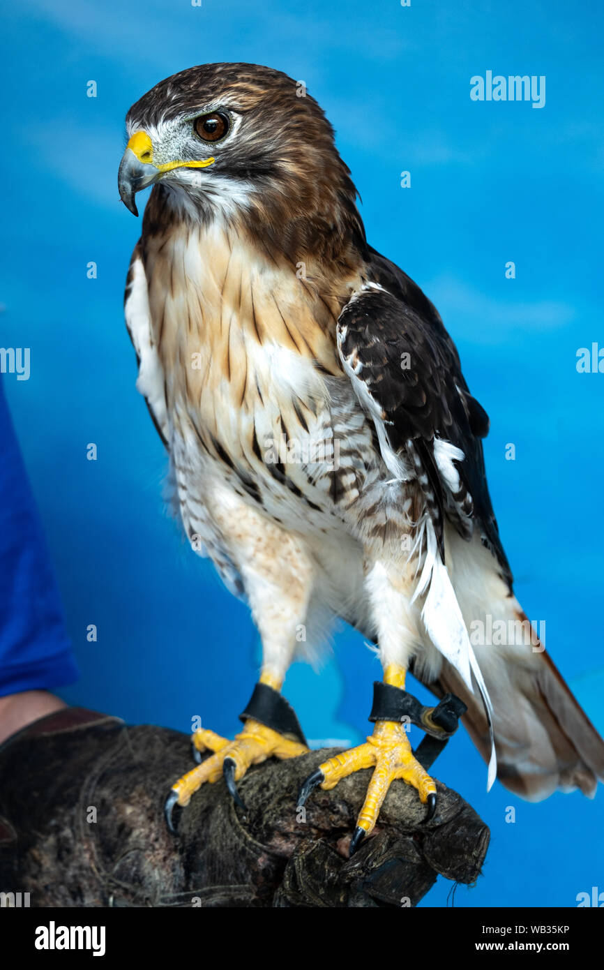 Un Halcón Cola Roja perchas en la guantera de un entrenador en el Aviario nacional en Pittsburgh, Pennsylvania, EE.UU. Foto de stock