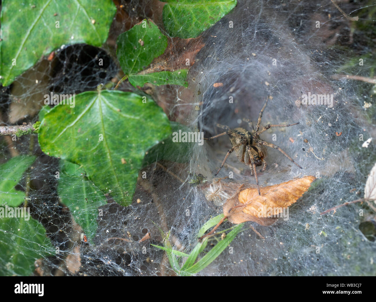 La araña de tela en embudo, Italia, Europa por nido mirando afuera. Foto de stock