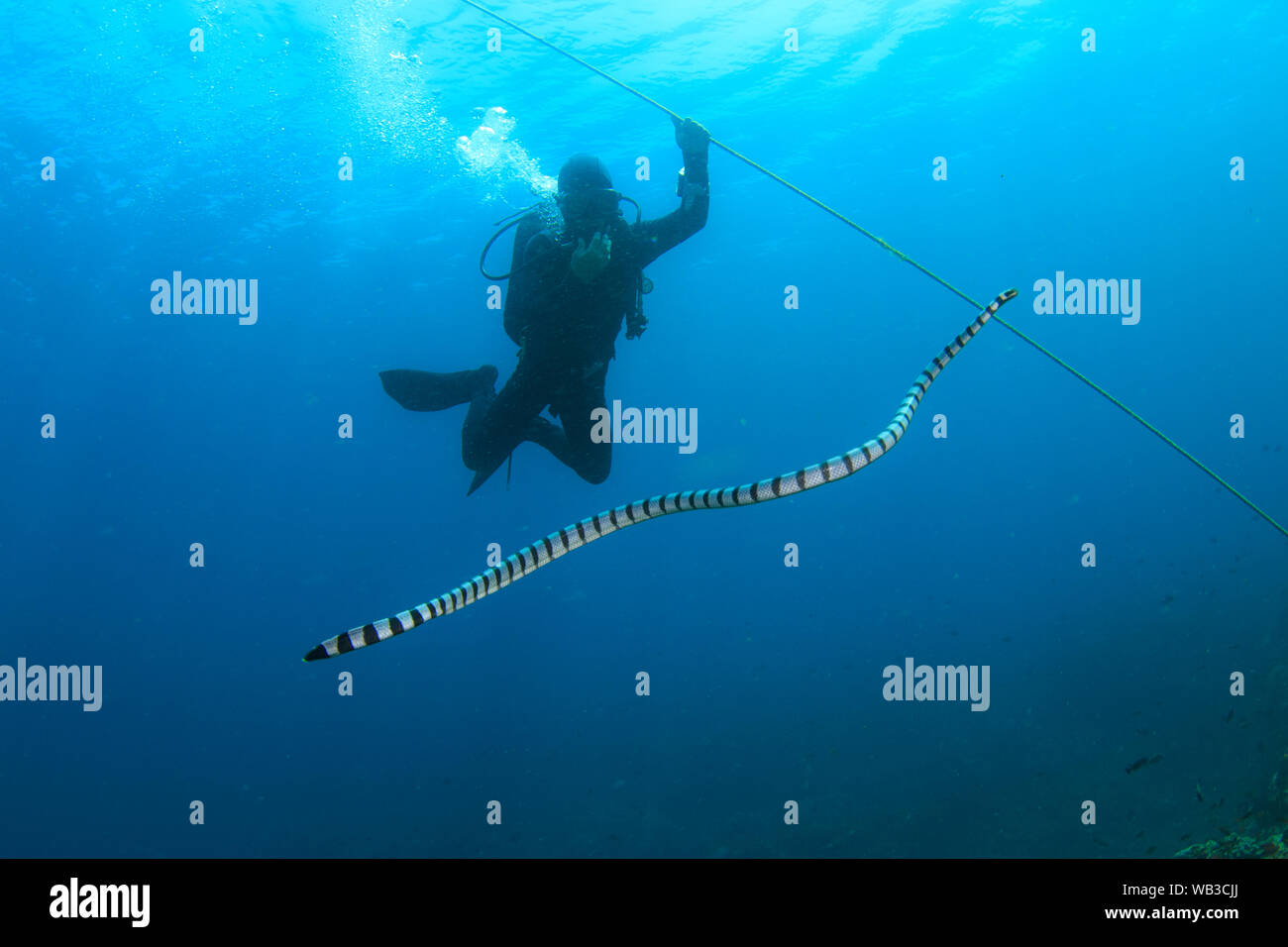 Bandas de serpiente de mar (Krate) con etiqueta Diver on line Foto de stock