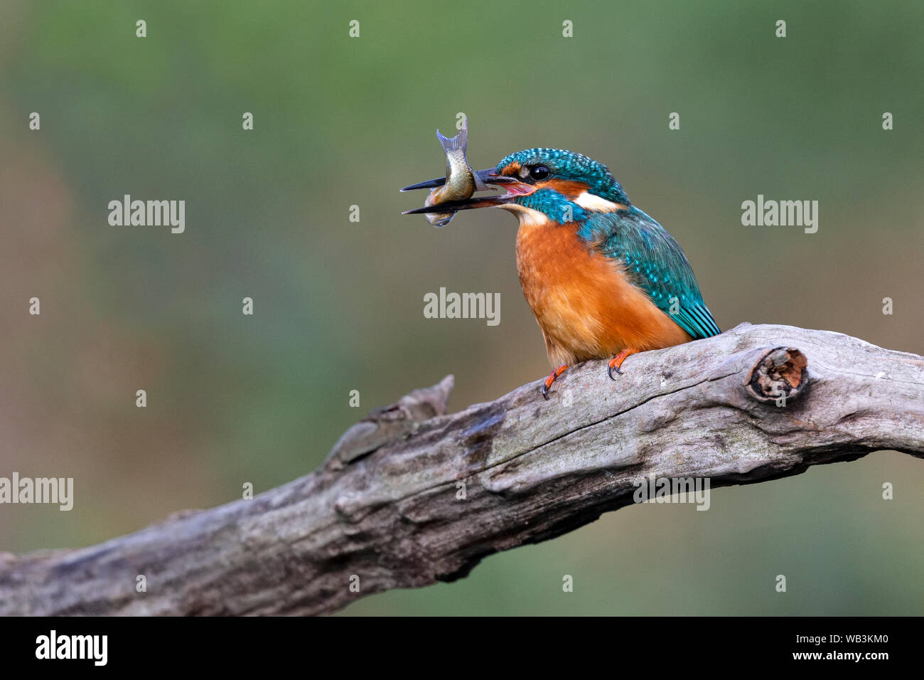 Kingfisher con minnow Foto de stock