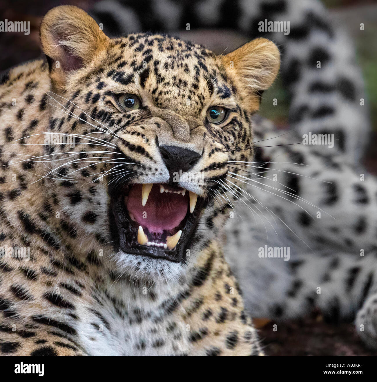 Leopardo persa Foto de stock