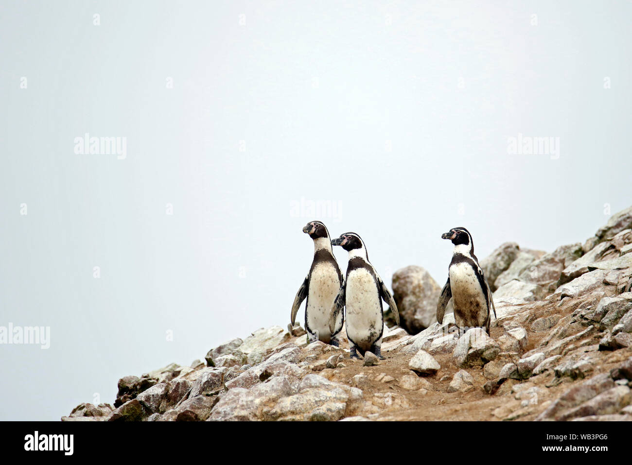 Tres Pingüinos de Humboldt (Spheniscus humboldti) en las rocas. Las