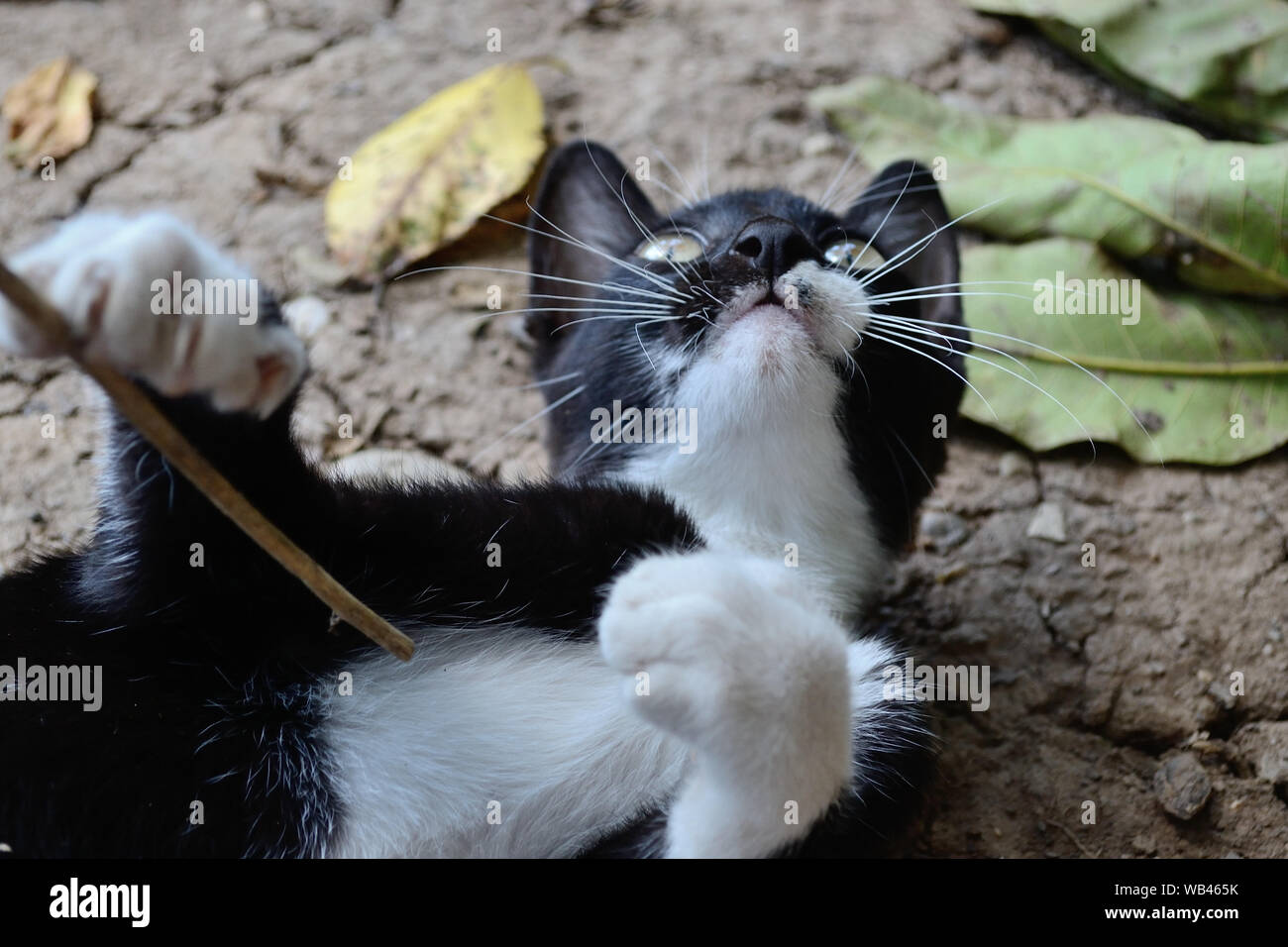 Gato acostado en su espalda mirando hacia arriba y jugando con el palo, Felis catus Foto de stock