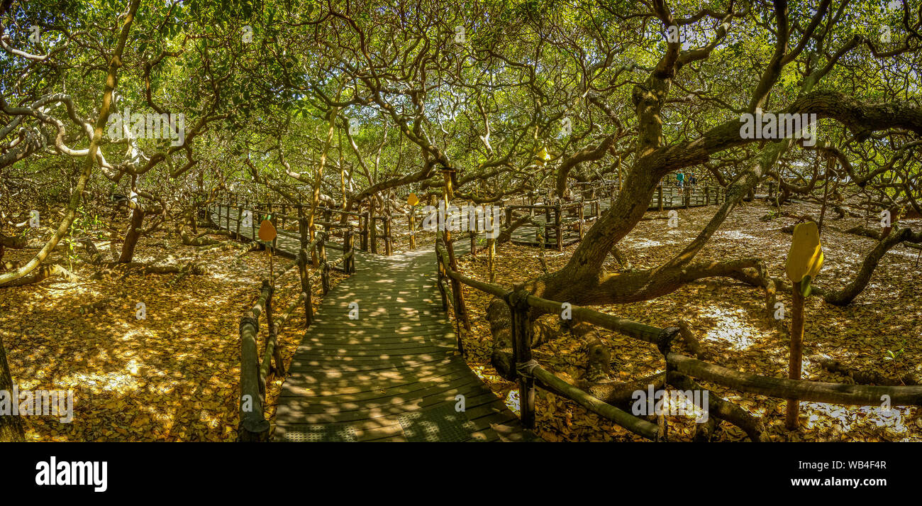 Vista del árbol de cajú más grande del mundo, en Natal, Brasil Fotografía  de stock - Alamy