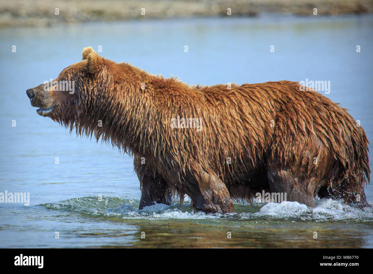 Los osos pardos en Alaska Foto de stock