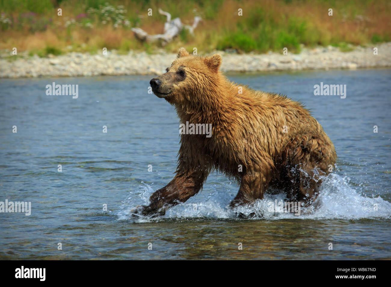 Los osos pardos en Alaska Foto de stock