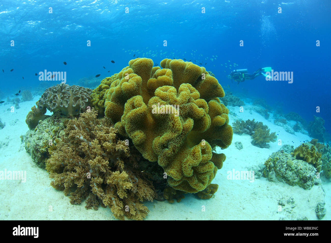 Cuero (Sarcophyton trocheliophorum coral), Cebú, Visayas, Filipinas Foto de stock