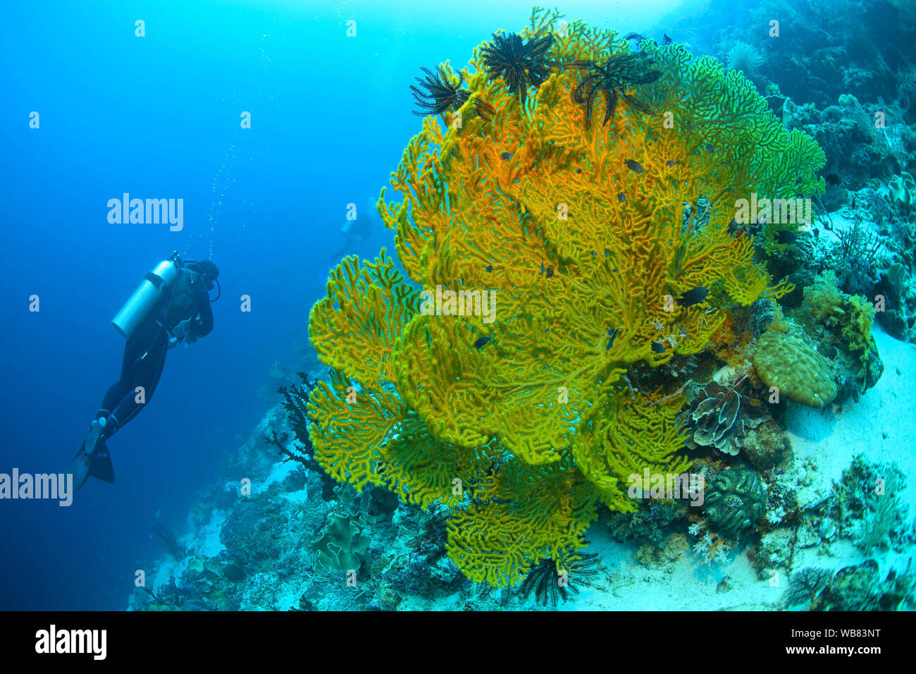 Scuba Diver en un mar de gorgonias ventilador (Gorgonacea), Moalboal, Cebú, Visayas, Filipinas Foto de stock