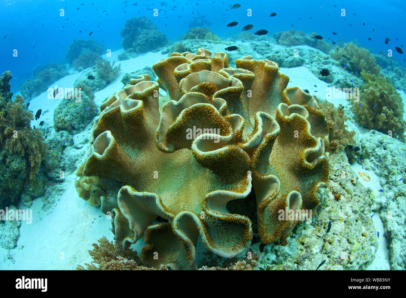 Cuero (Sarcophyton trocheliophorum coral), Cebú, Visayas, Filipinas Foto de stock