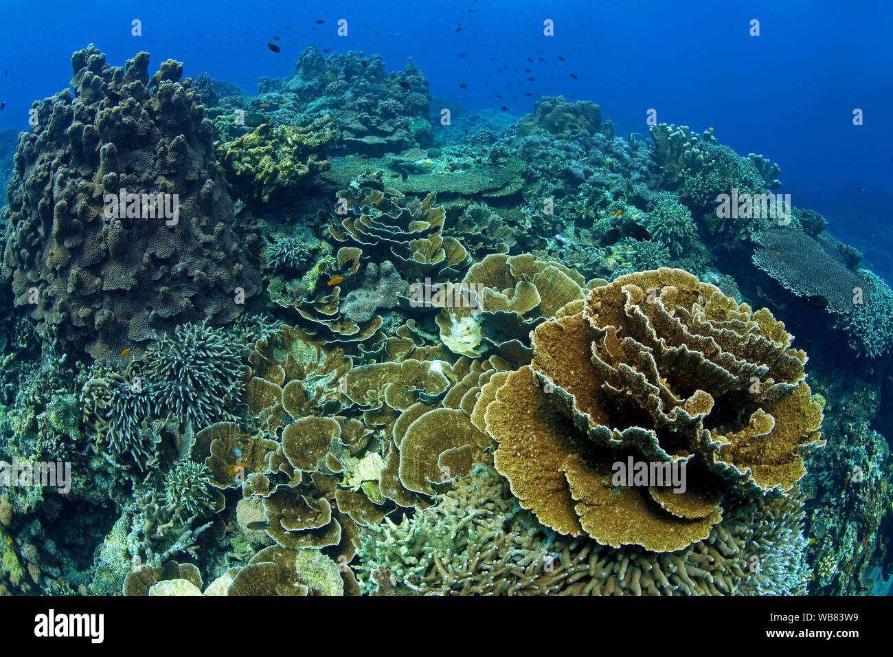Arrecifes de coral con corales (piedra Acroporidae dominante), Apo- arrecife, Dumaguete, Negros, Visayas, Filipinas Foto de stock