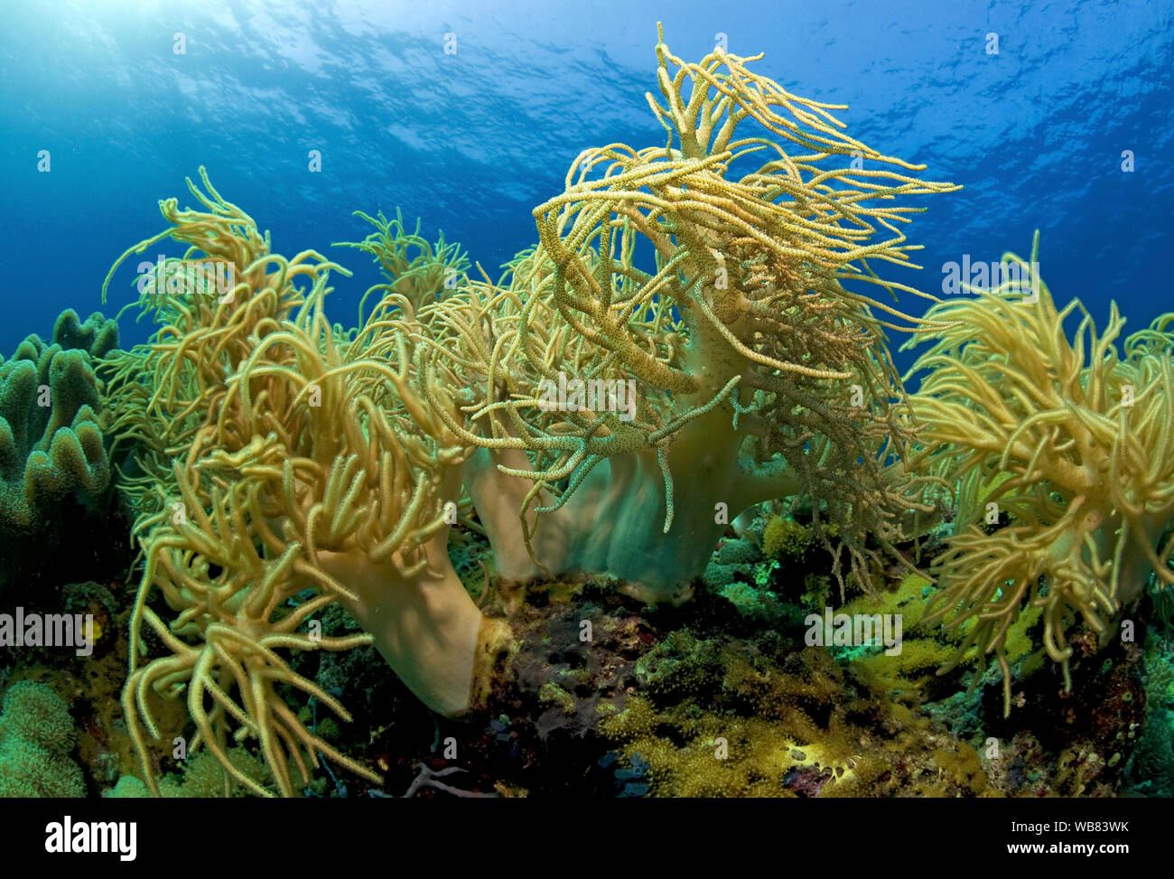 Cuero flexible Sinularia flexibilis (Coral), Apo- arrecife, Dumaguete, Negros, Visayas, Filipinas Foto de stock