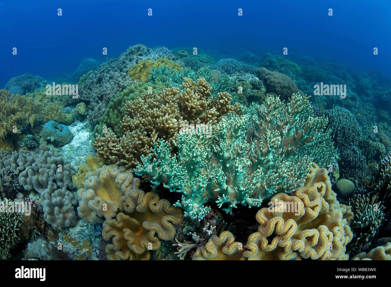 Arrecifes de coral con corales cuero dominante de la familia (Alcyoniidae), Apo- arrecife, Dumaguete, Negros, Visayas, Filipinas Foto de stock