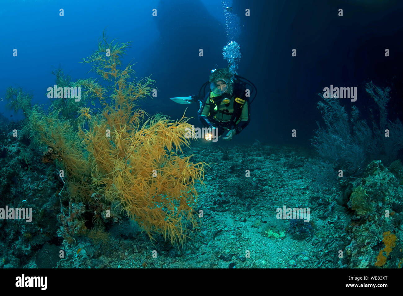 Scuba Diver en un coral negro (Antipathes dichotoma), Malapascua, Cebu, Filipinas Foto de stock
