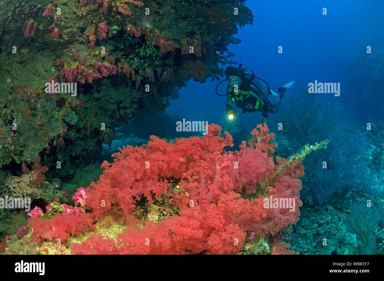 Buceo en un arrecife de coral con corales blandos (Nephtheidae rojo), Malapascua, Cebu, Filipinas Foto de stock