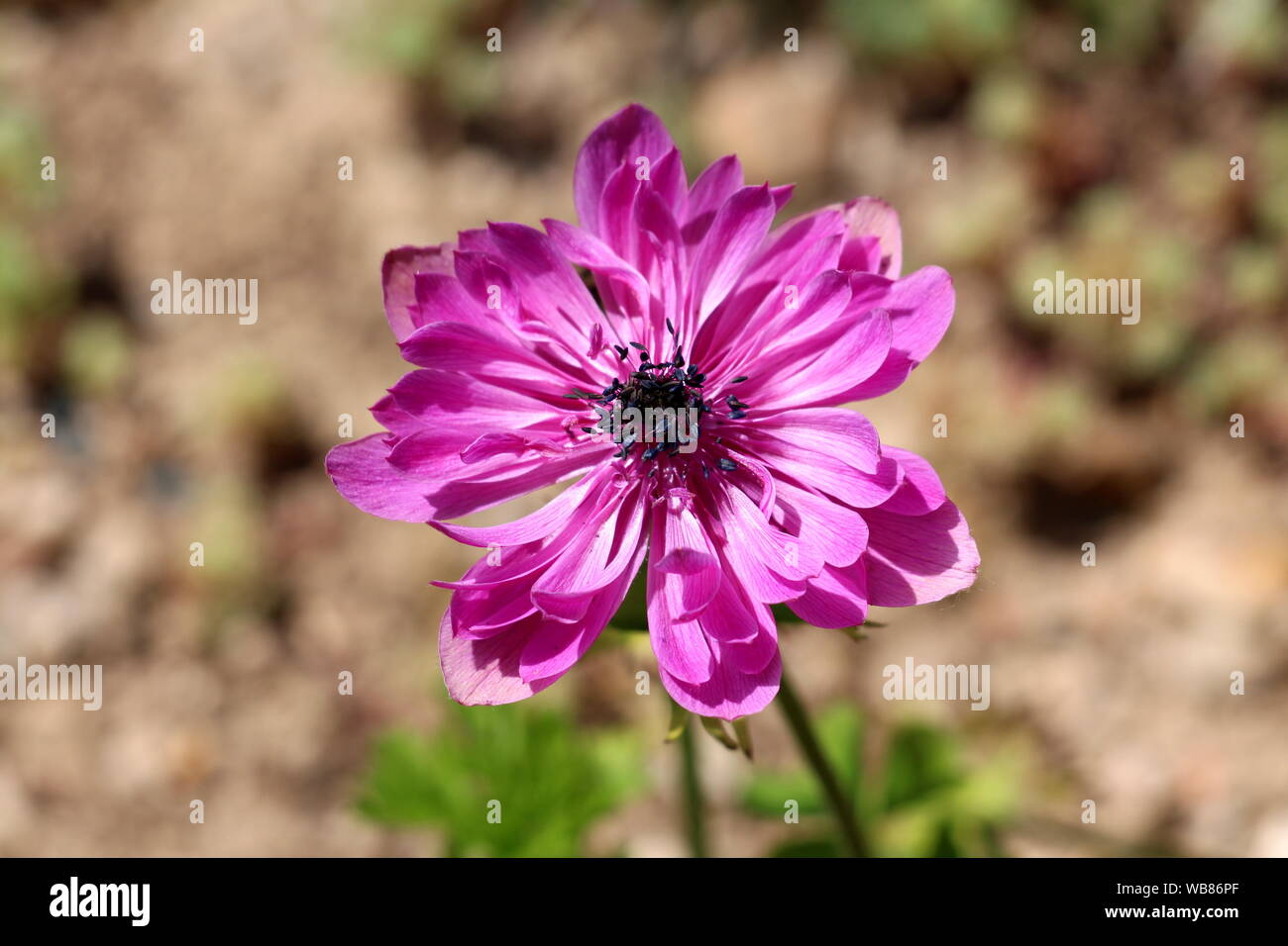 Planta perenne de anémona de color rosa con pétalos de flor completamente  abierta y el centro negro oscuro plantadas en jardín urbano local en  cálidos y soleados días de primavera Fotografía de