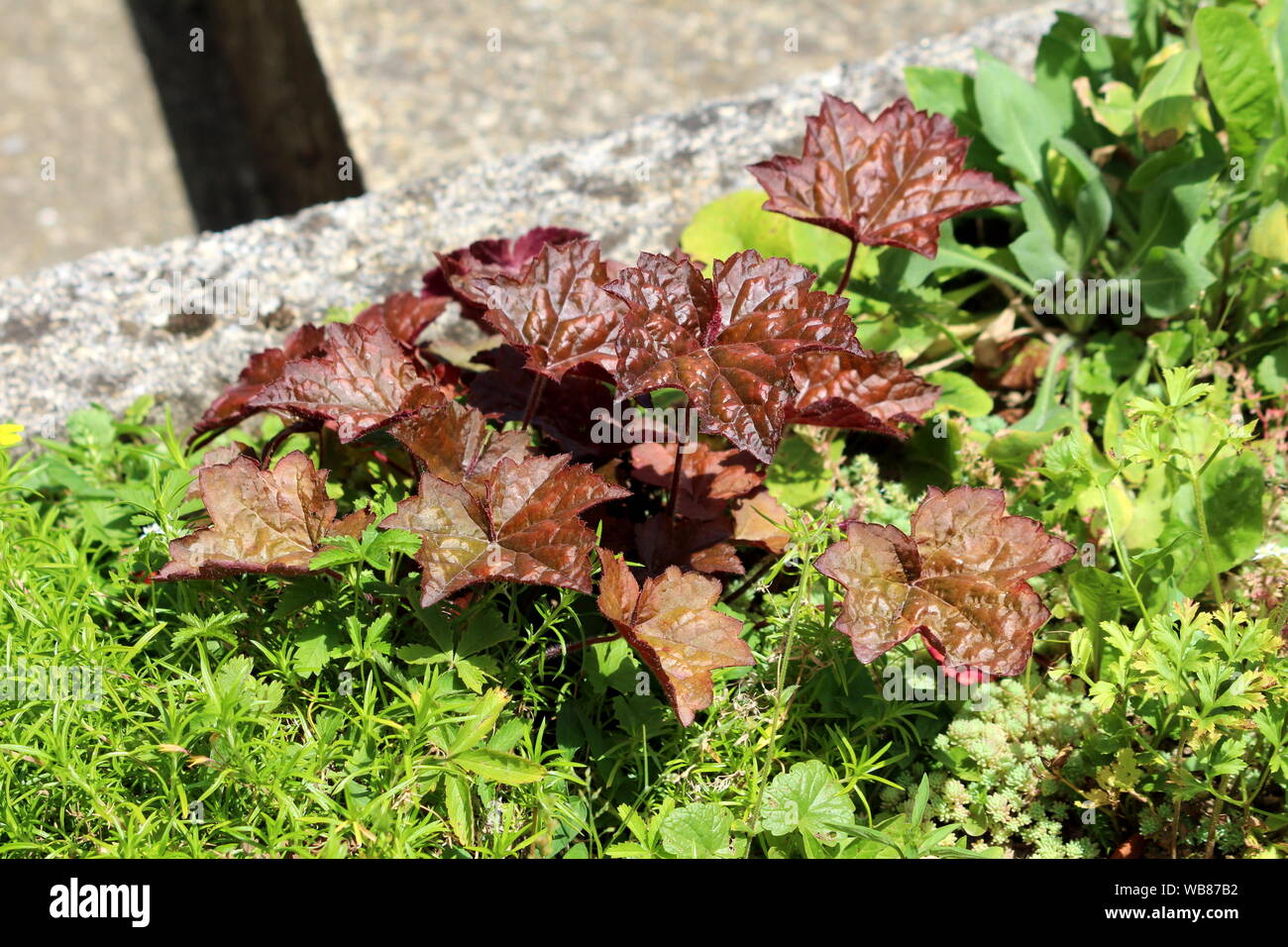 Planta Lenosa Perenne Imagenes De Stock Planta Lenosa Perenne