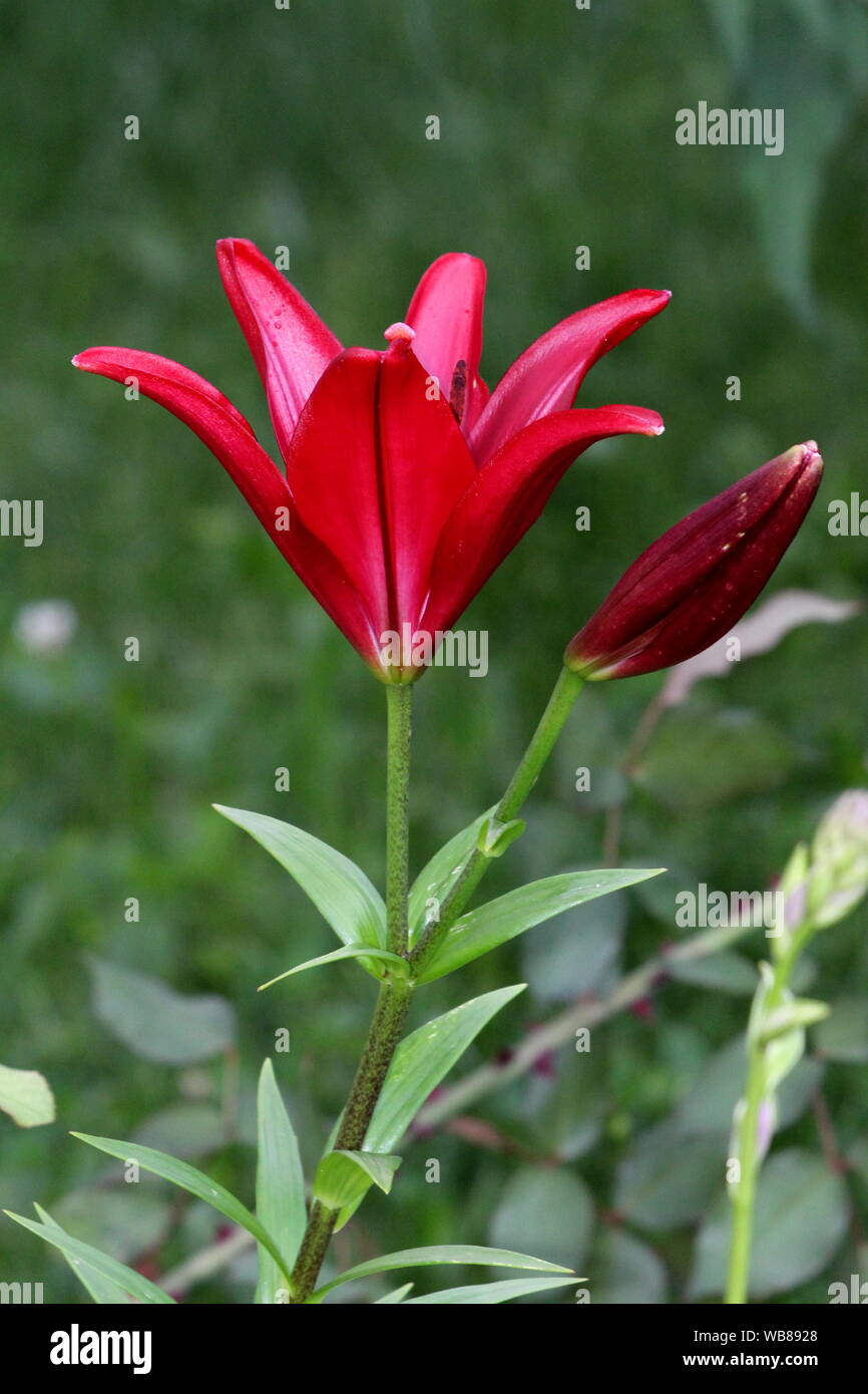 Abra blooming rojo oscuro o lirio Lilium flor perenne junto a cerrado capullo solo tallo crece desde el fondo de hojas verdes Fotografía de stock - Alamy Abra blooming rojo oscuro o lirio Lilium flor perenne junto a cerrado capullo solo tallo crece desde el fondo de hojas verdes Fotografía de stock - Alamy