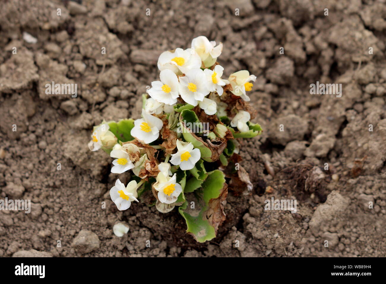 Begonia pequeñas plantas que crecen en forma de pequeño arbusto con flores  blancas y amarillas centro rodeado con hojas de luz verde y suelo seco  Fotografía de stock - Alamy