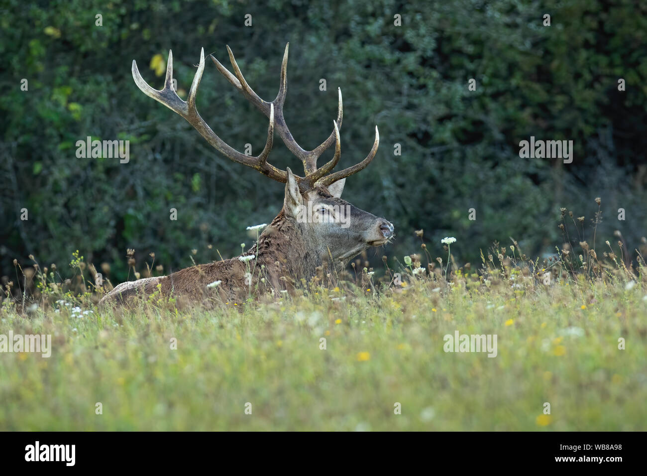 Alertado fuerte Red Deer, ciervo Cervus elaphus, acostado sobre un verde prado con flores de temporada de celo en otoño. Vista lateral del animal mamífero masculino i Foto de stock