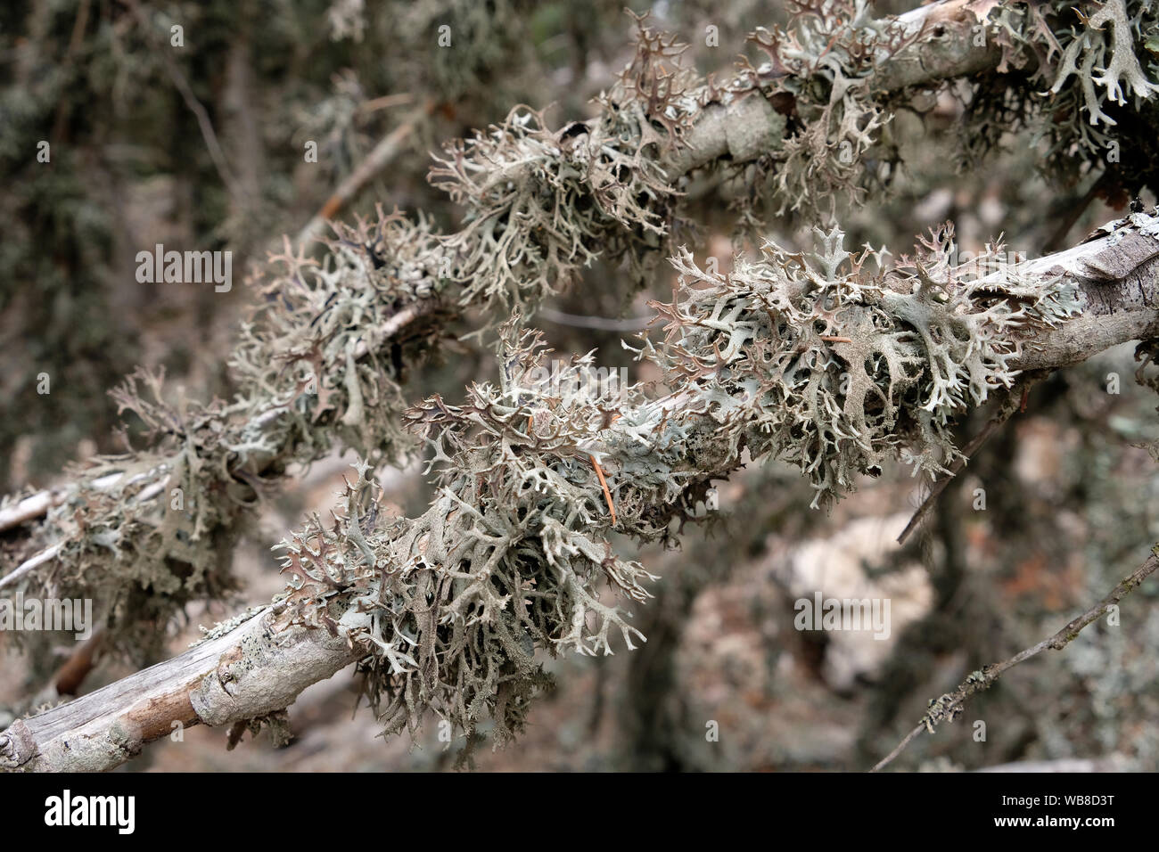 Liquen es un organismo compuesto que surge de las algas o las cianobacterias viven entre filamentos de varios hongos en una relación mutualistic. Foto de stock