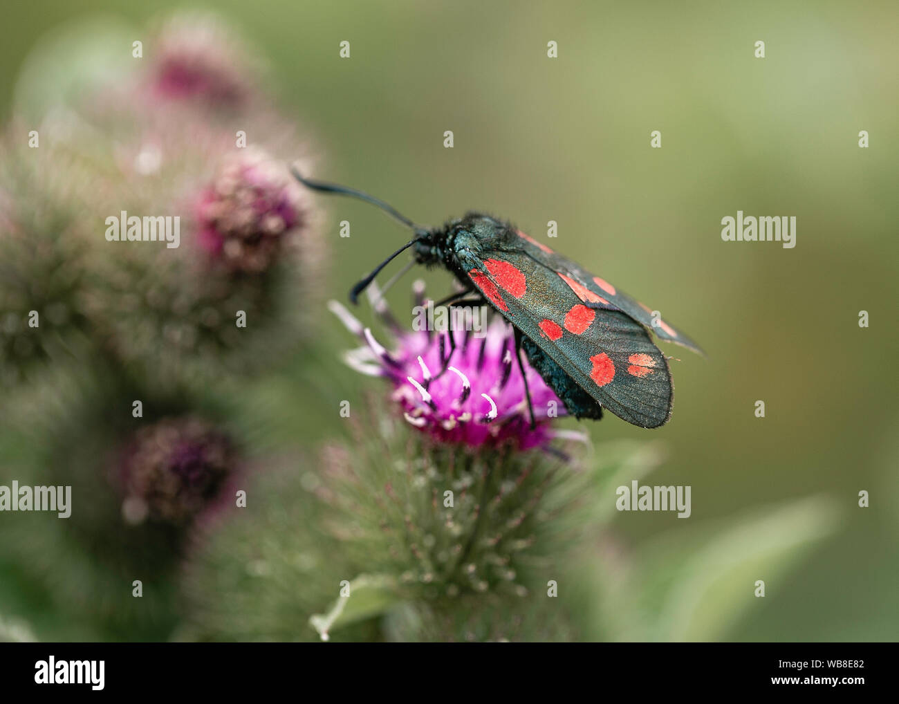Vista ampliada de la fotografía macro de insectos shot Foto de stock