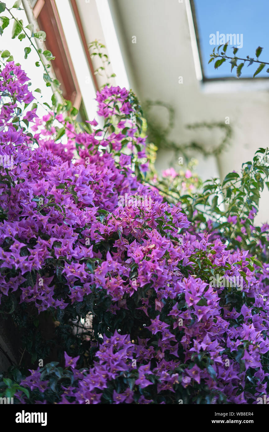 Grupo de flores púrpura (dicotiledoneas) Foto de stock