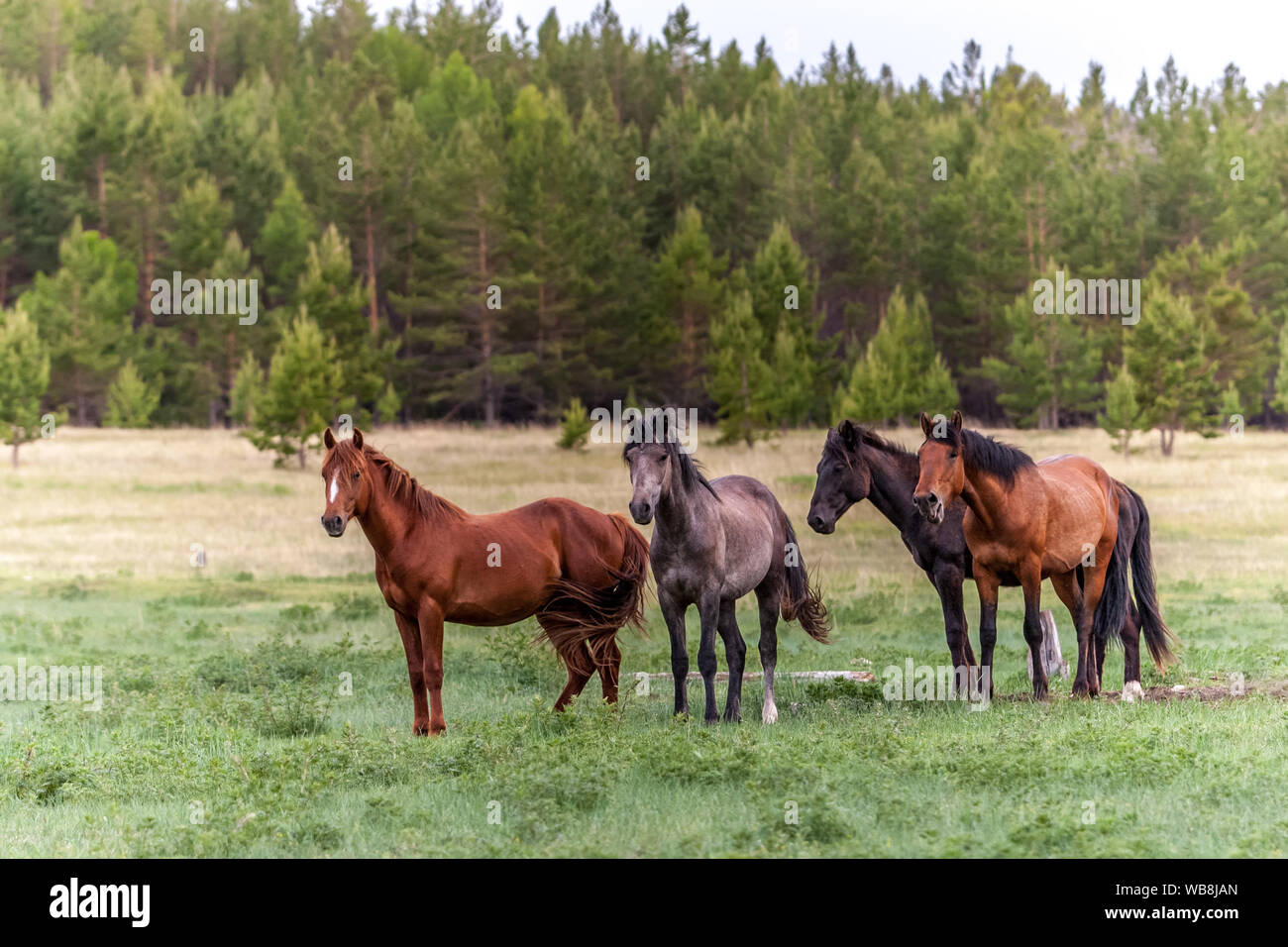 Cuatro caballos en una pradera verde con el telón de fondo de un bosque borrosa. Y marrón oscuro, con largas crines y colas. Parece una pintura al óleo. Foto de stock