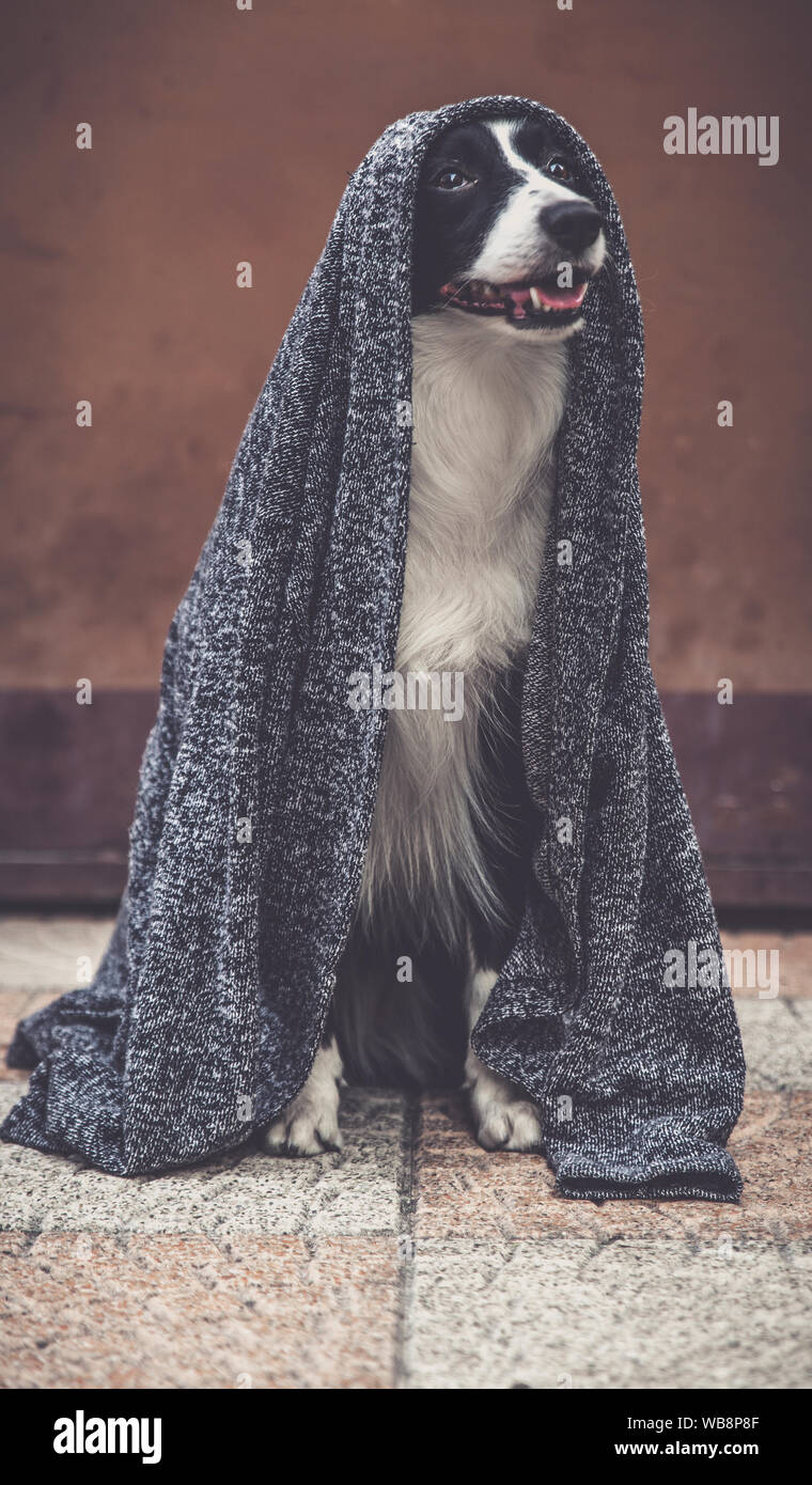 Border Collie posando con su chaleco jedi en Foto de stock