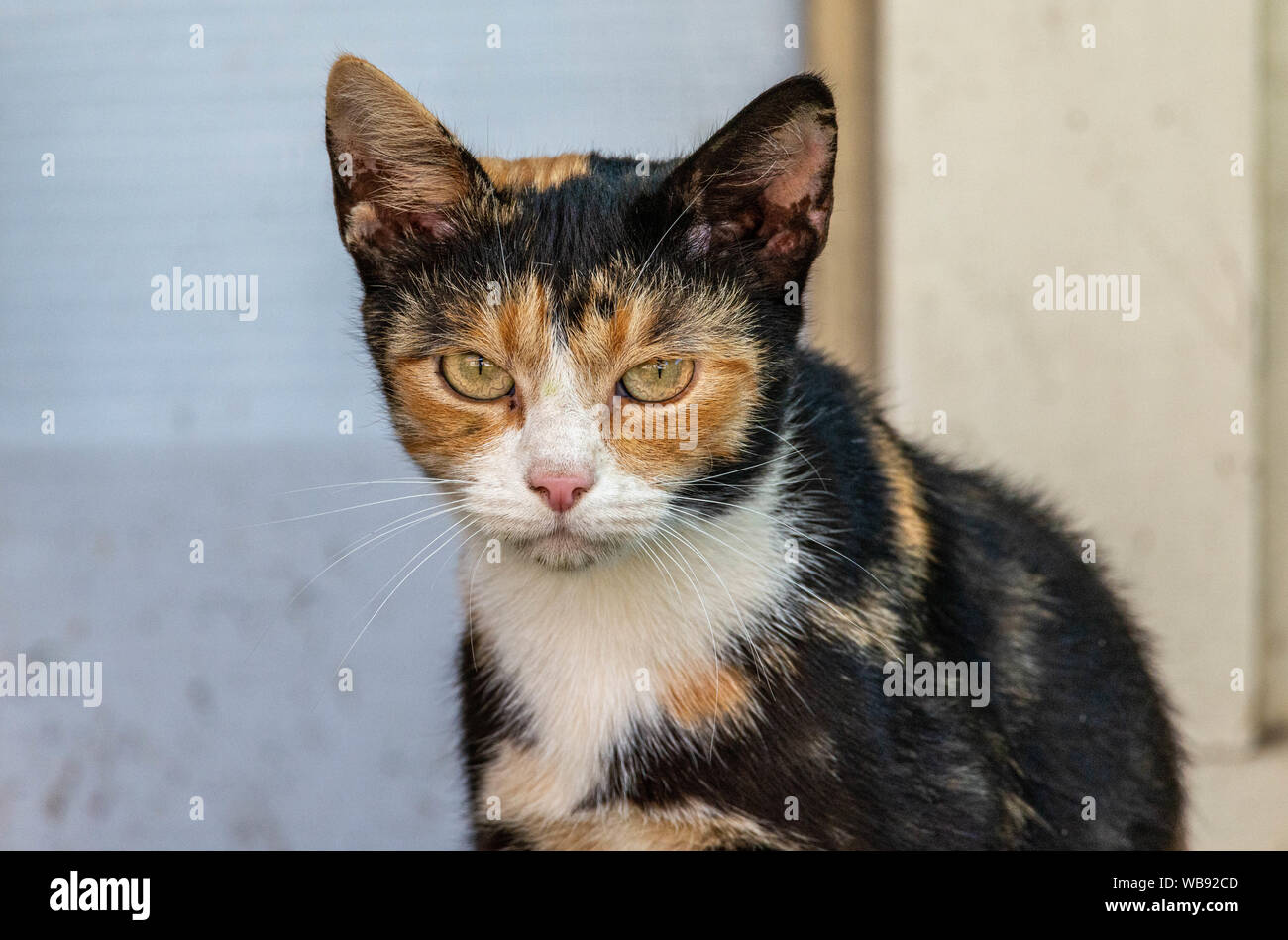 Lado de país de gatos callejeros en tres colores Fotografía de stock - Alamy