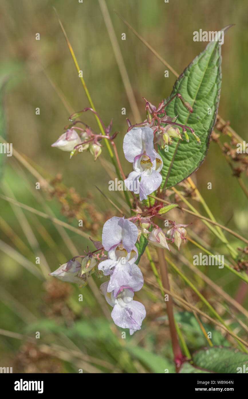 Flores y hojas superiores de los molestos Bálsamo / Impatiens glandulifera del Himalaya - que le gusta el suelo húmedo / tierra, ríos, riberas. Foto de stock
