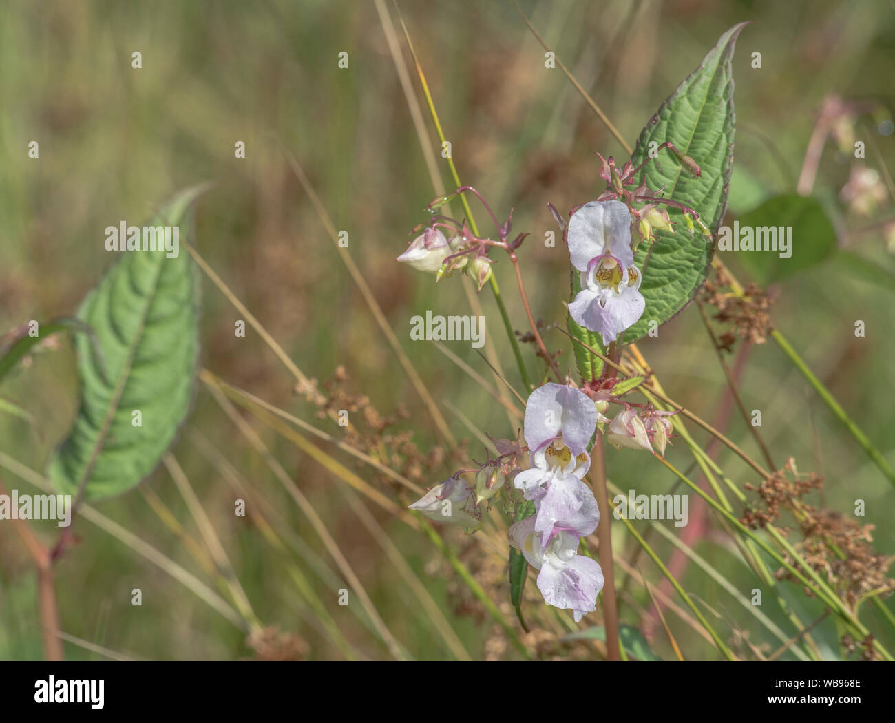 Flores y hojas superiores de los molestos Bálsamo / Impatiens glandulifera del Himalaya - que le gusta el suelo húmedo / tierra, ríos, riberas. Foto de stock
