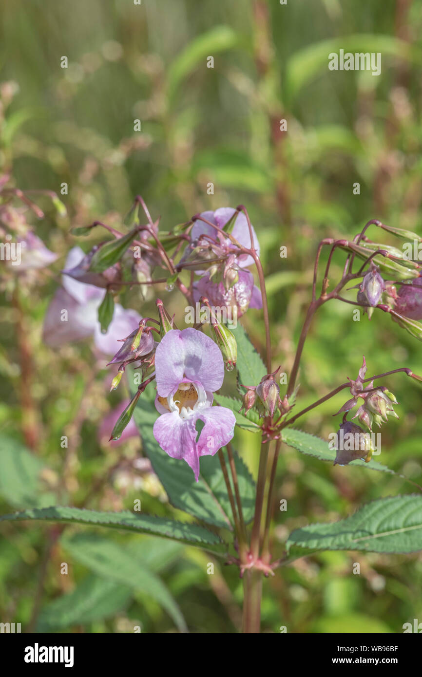 Flores y hojas superiores de los molestos Bálsamo / Impatiens glandulifera del Himalaya - que le gusta el suelo húmedo / tierra, ríos, riberas. Foto de stock