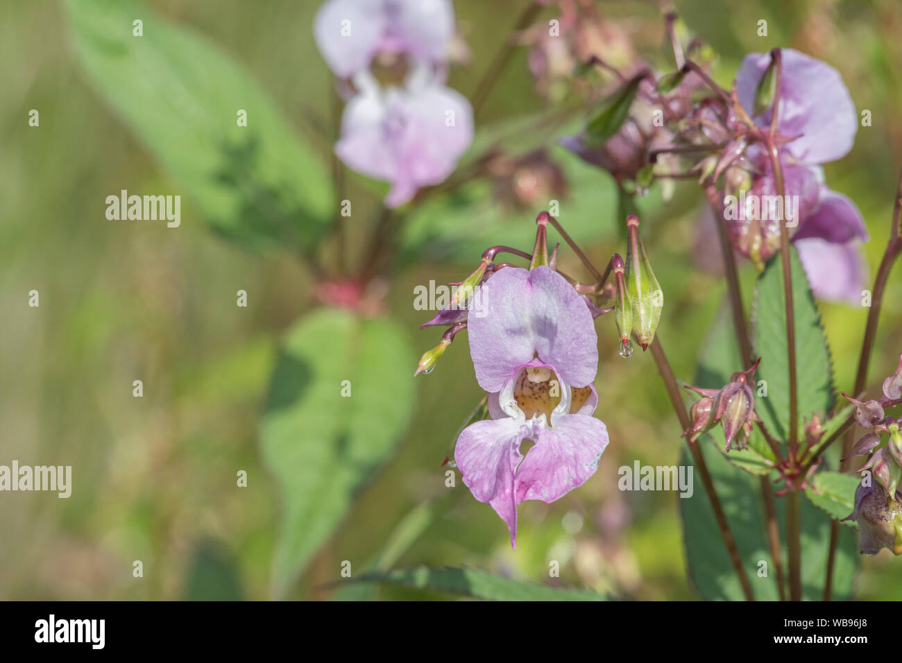 Flores y hojas superiores de los molestos Bálsamo / Impatiens glandulifera del Himalaya - que le gusta el suelo húmedo / tierra, ríos, riberas. Foto de stock
