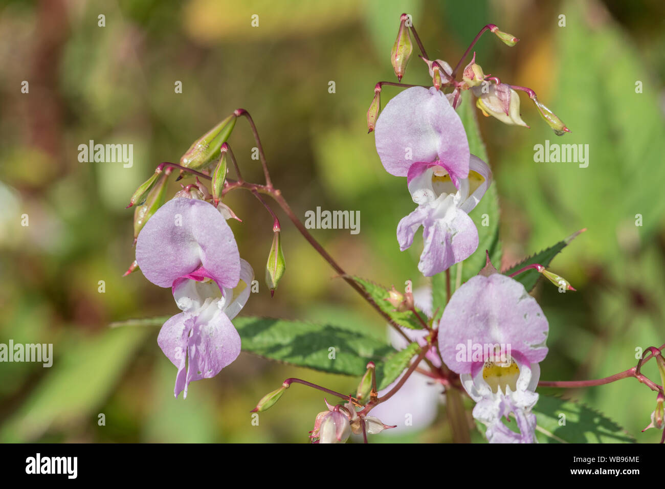 Flores y hojas superiores de los molestos Bálsamo / Impatiens glandulifera del Himalaya - que le gusta el suelo húmedo / tierra, ríos, riberas. Foto de stock