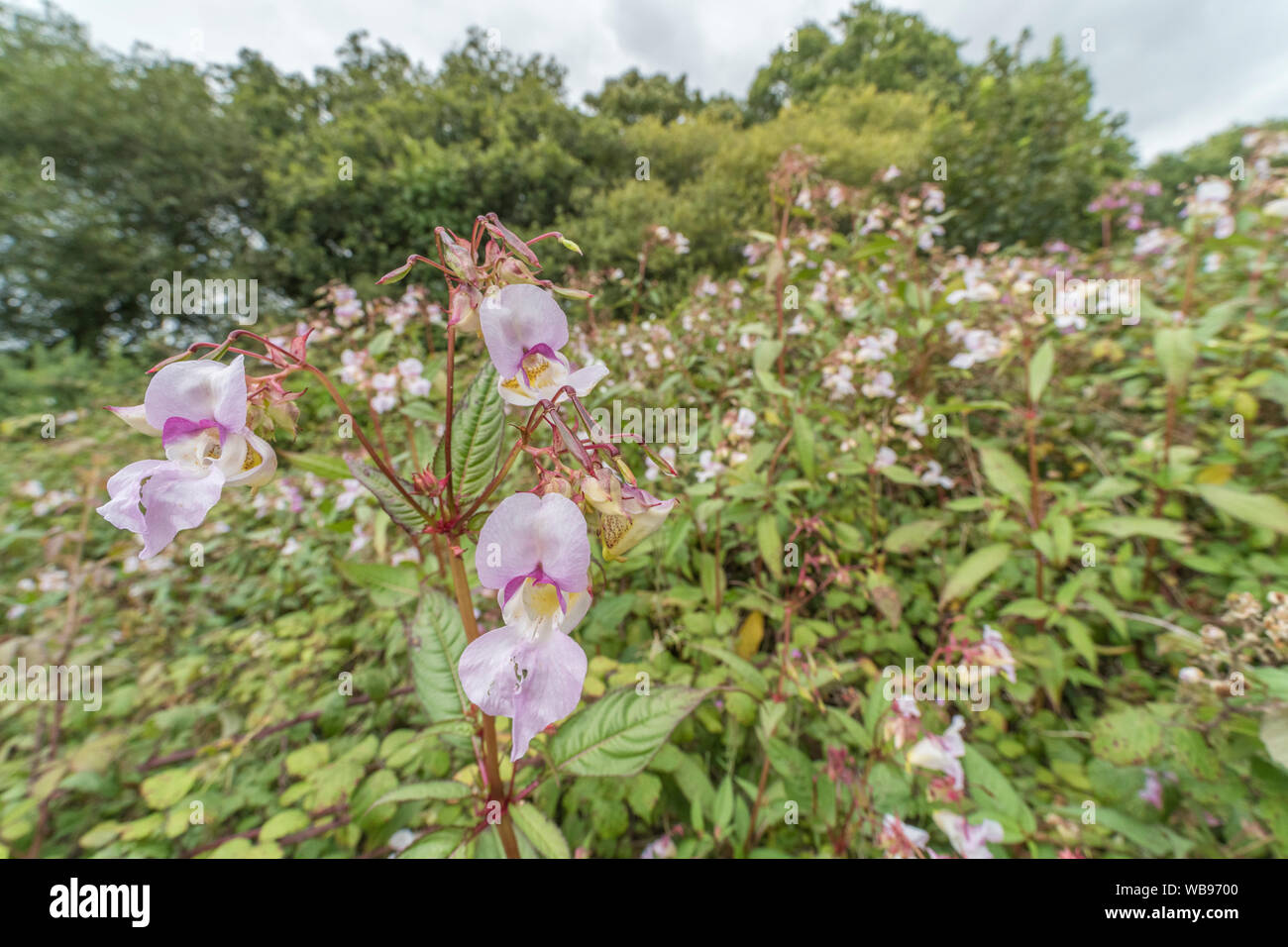 Flores y hojas superiores del Himalaya / Impatiens glandulifera Balsam parches de malezas. Mala hierba molestosa gusto suelos húmedos / tierra, riberas, bálsamo de invasión. Foto de stock