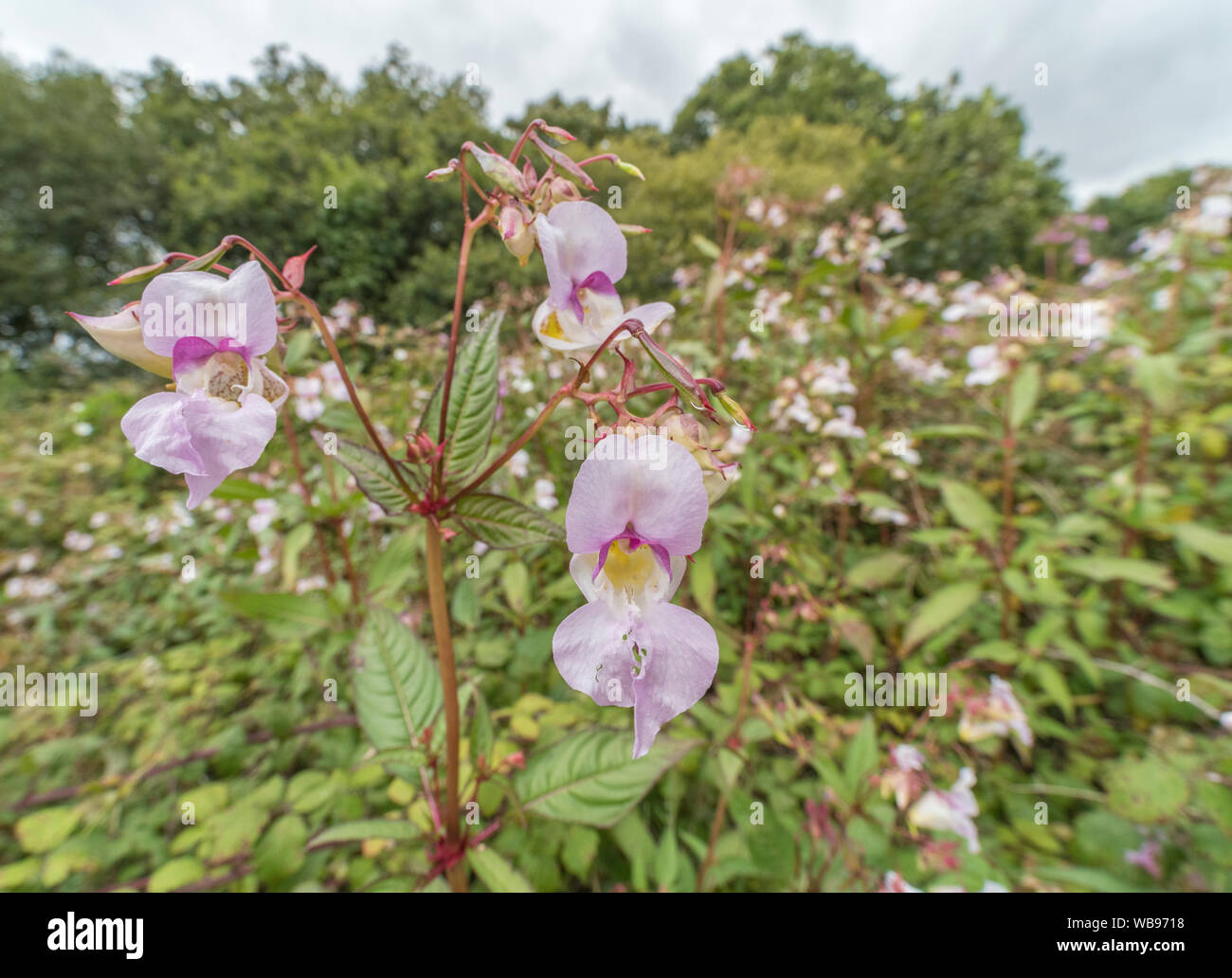 Flores y hojas superiores del Himalaya / Impatiens glandulifera Balsam parches de malezas. Mala hierba molestosa gusto suelos húmedos / tierra, riberas, bálsamo de invasión. Foto de stock