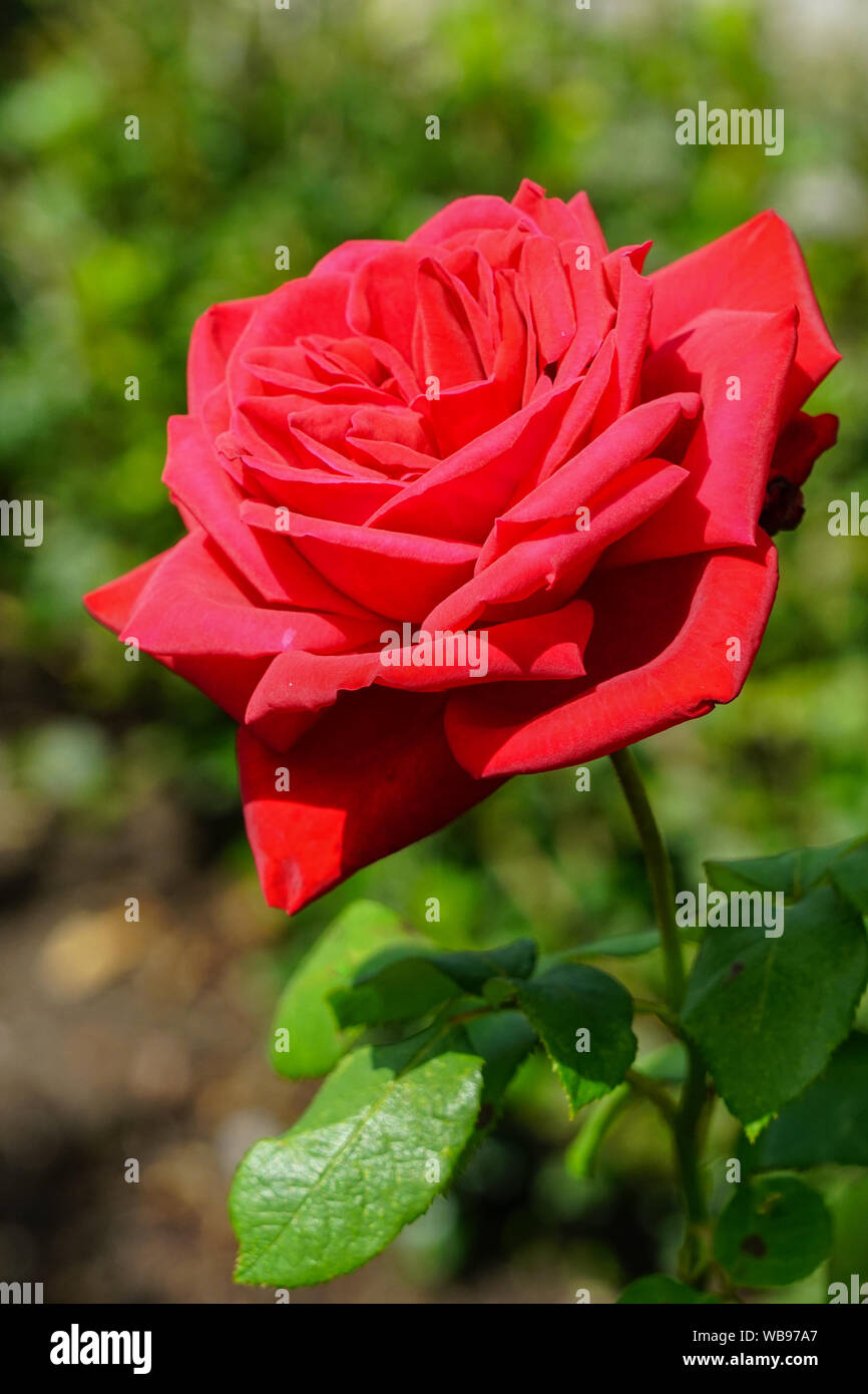 Hermosas flores rosas rojas sobre un fondo verde Fotografía de stock - Alamy