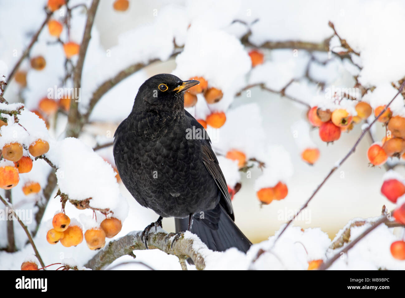 "Mirlo Común Turdus merula' en un árbol de manzana en invierno, Gran Bretaña, REINO UNIDO Foto de stock