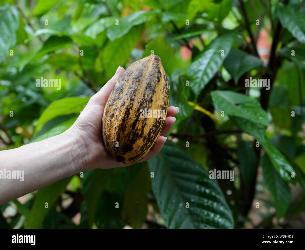 Vaina de cacao, maduras, maduras Foto de stock