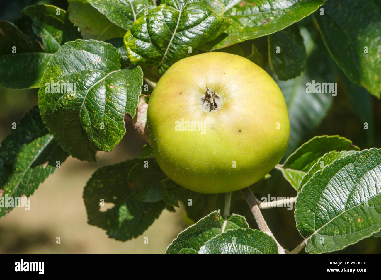 Apple la maduración en un árbol de manzanas en un huerto Foto de stock
